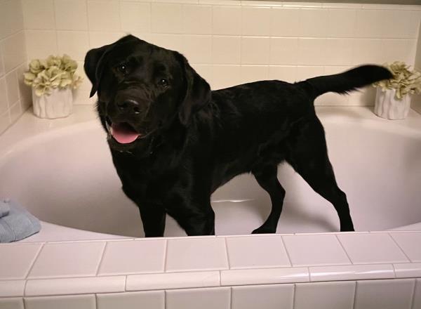 /Images/uploads/International Guiding Eyes Inc/gdapawsitivitycalendar/entries/20045thumb.jpg